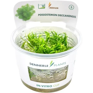 Indisches Sternkraut, Pogostemon deccanensis (erectus), In Vitro Top-Preis